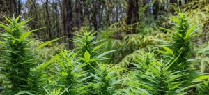 Dragon's Blood Kush Sativa Dominant plant flowering on Hawaii Island.