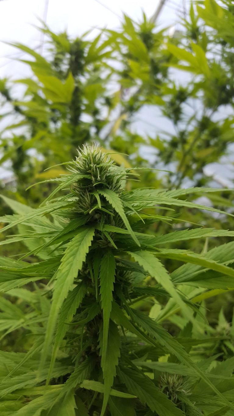 Cannabis flowers you'll see on this medical weed farm tour.