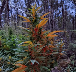 Post sunset photo of Dragon's Blood Kush Sativa Dominant plant flowering on Hawaii Island.