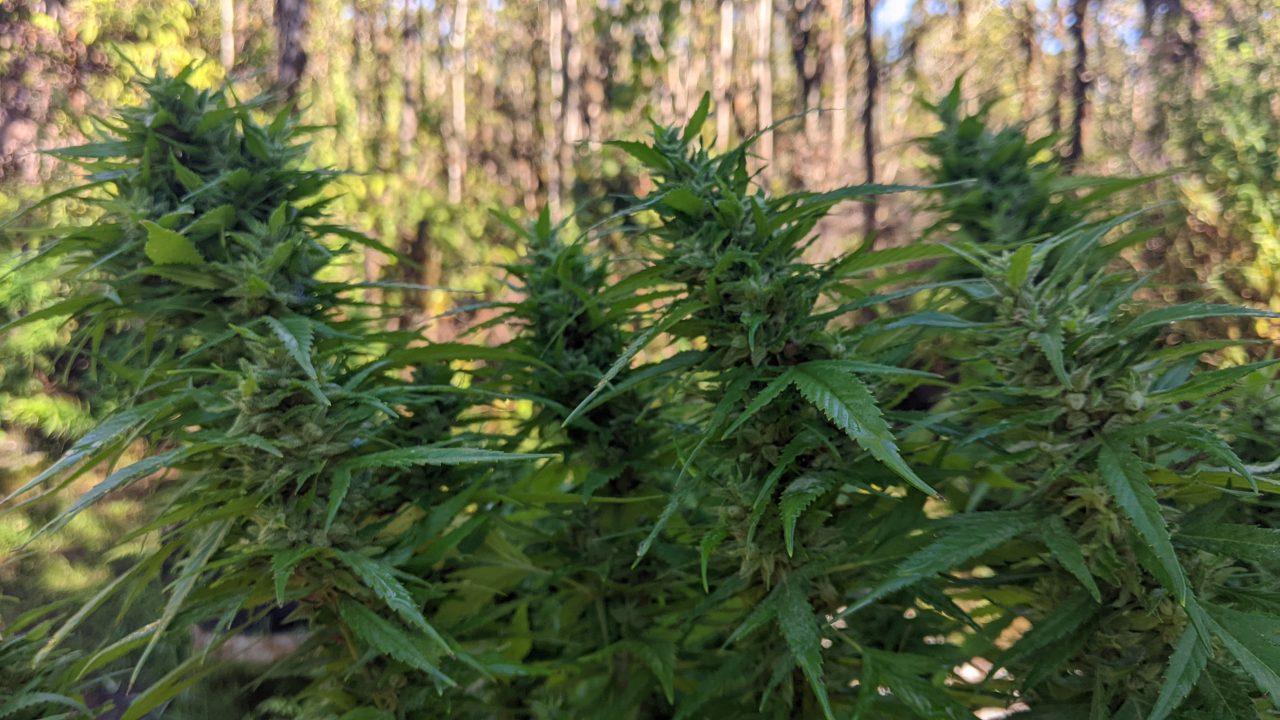 Photo of a Cannabis plant with seeded bud at Treehouse Farm